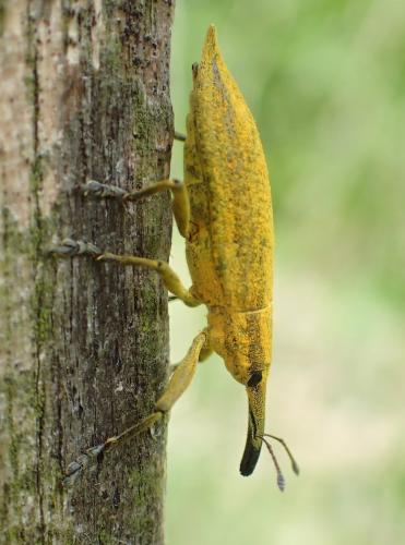 Réf. 315 359 : Lixus iridis